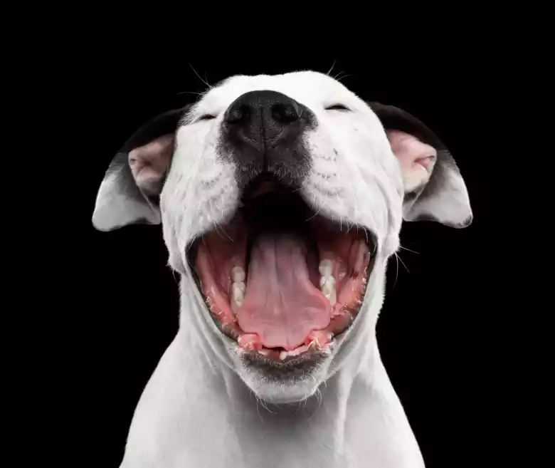 Smiling dog